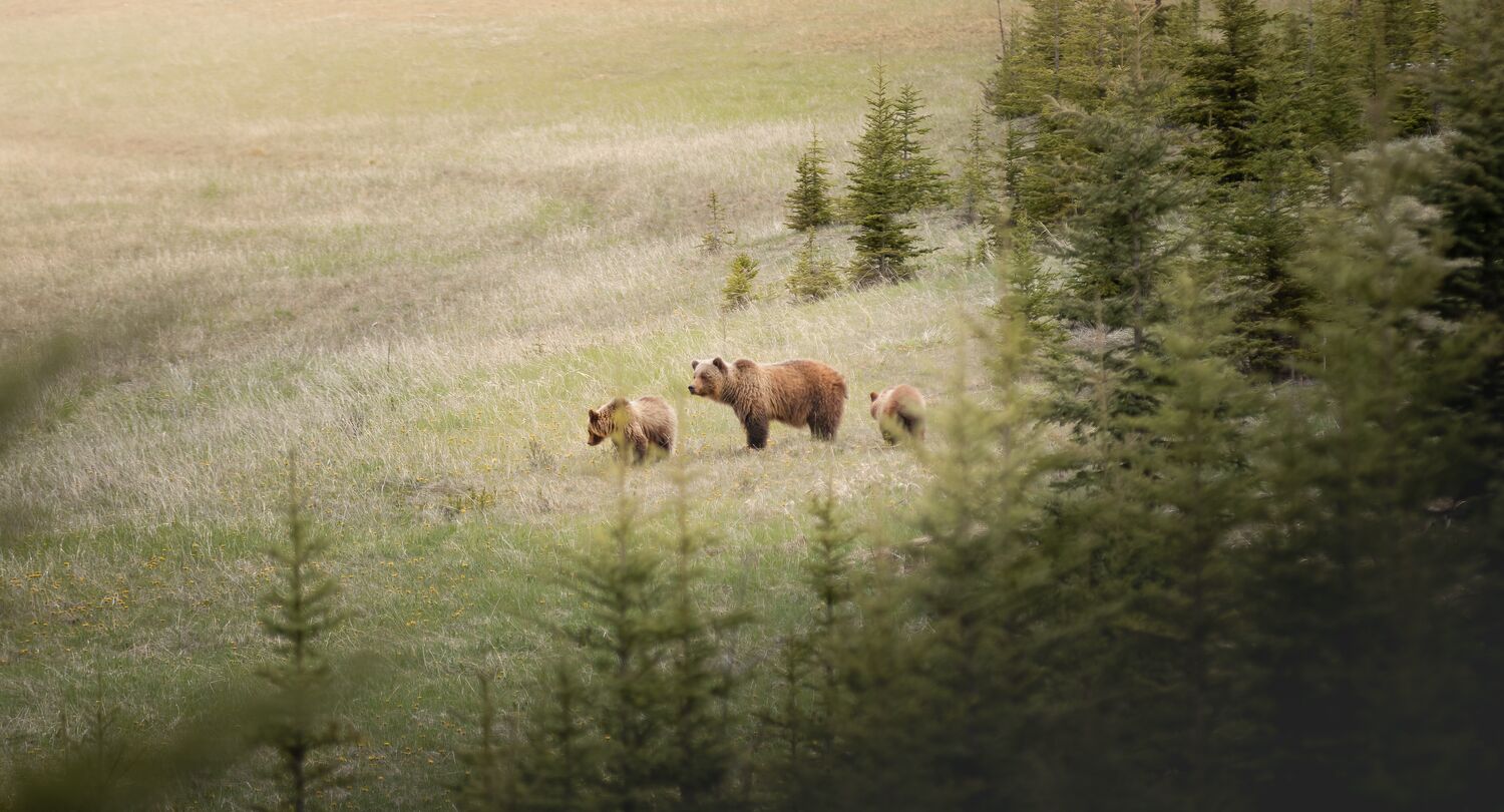 A grizzly bear and her two cubs hang out in a meadow surrounded by evergreen trees in the Canadian Rockies in Banff National Park.